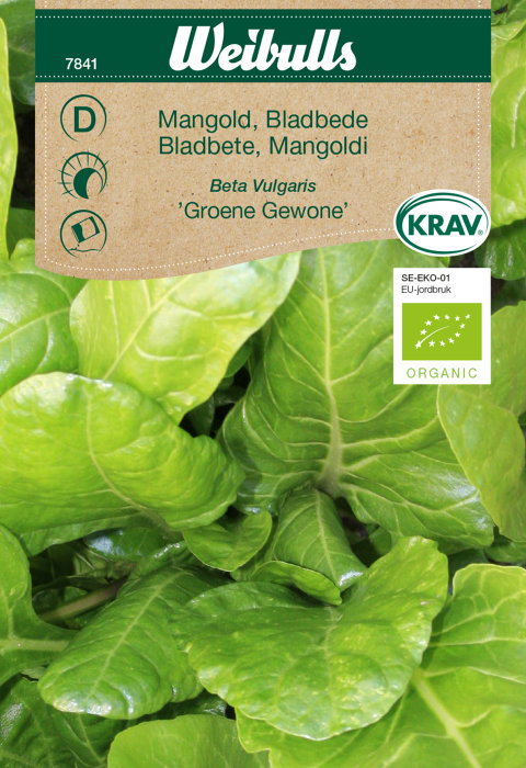 Bladbete hvit ´Groene Gewone` økologisk